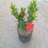 Red Ixora (Ixora coccinea) - Gambar 3