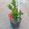 Red Ixora (Ixora coccinea) - Gambar 4