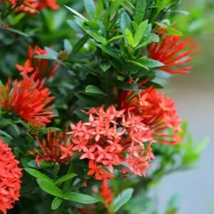 Red Ixora (Ixora coccinea)