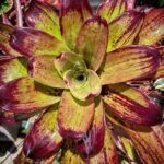 Bromelia Strawberry Roan