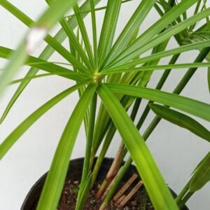 Cyperus Payung