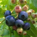 Blueberry