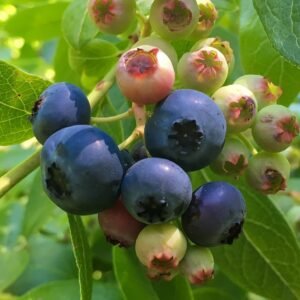Blueberry