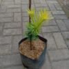 Lohansung Yellow - Gambar 5