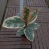 Ficus Tineke Variegated - Gambar 2