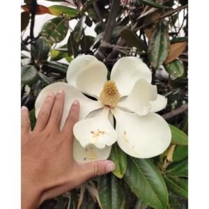 Magnolia Grandiflora White