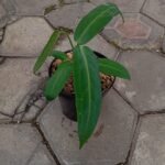 Anthurium Warocqueanum