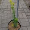 Lohansung Yellow - Gambar 4