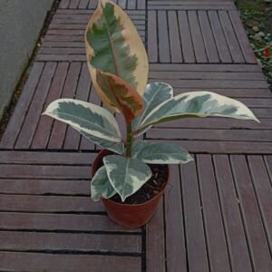 Ficus Tineke Variegated