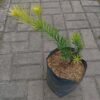 Lohansung Yellow - Gambar 2