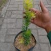 Lohansung Yellow - Gambar 3