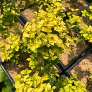 Legistrum Golden Bonsai