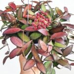 Hoya Rosita