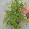 Ekor Merak - Gambar 3