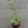 Pakis Salju - Gambar 3