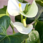 Anthurium Mini Putih