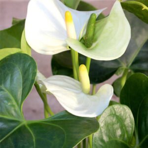 Anthurium Mini Putih