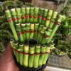 Bambu Rejeki Hoki Model Kipas - Gambar 3