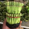 Bambu Rejeki Hoki Model Kipas - Gambar 5