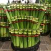 Bambu Rejeki Hoki Model Kipas - Gambar 2