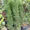 Cemara Pensil (Cupressus Sempervirens) - Gambar 3
