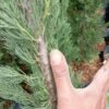Cemara Pensil (Cupressus Sempervirens) - Gambar 4