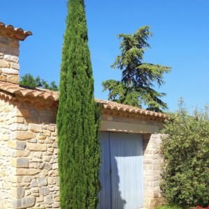 Cemara Pensil (Cupressus Sempervirens)