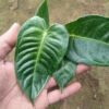 Anthurium Veitchii - Gambar 2