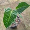 Anthurium Veitchii - Gambar 3