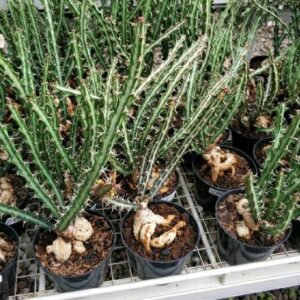 Euphorbia Knuthii