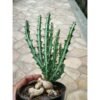 Euphorbia Knuthii - Gambar 2