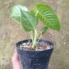 Anthurium Veitchii - Gambar 4