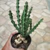 Euphorbia Knuthii - Gambar 4