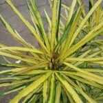 Aralia Kuning (Osmoxylon Lineare)
