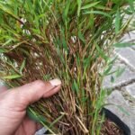 Bambu Micro