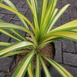 Pandanus Amaryllifolius Variegated