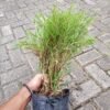 Bambu Micro - Gambar 4