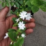 Melati Star Jasmine