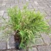 Bambu Micro - Gambar 3