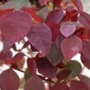 Euphorbia Cotinifolia Red - Gambar 2