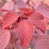 Euphorbia Cotinifolia Red - Gambar 3