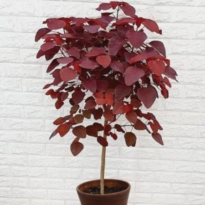 Euphorbia Cotinifolia Red