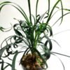Ophiopogon Curly Unik - Gambar 4