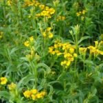 Tarragon