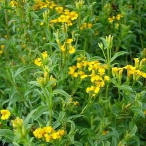Tarragon
