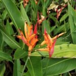 Heliconia Burung Beo