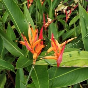 Heliconia Burung Beo