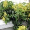 Australian Gold Vine - Gambar 2