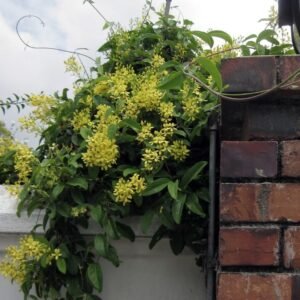 Australian Gold Vine