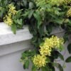 Australian Gold Vine - Gambar 3